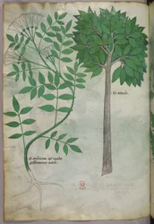 Botanische illustratie, ca. 1440 (inkt en kleur op perkament)