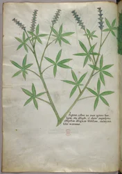 Botanische illustratie, ca. 1440 (inkt en kleur op perkament)