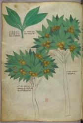 Botanische illustratie, ca. 1440 (inkt en kleur op perkament)