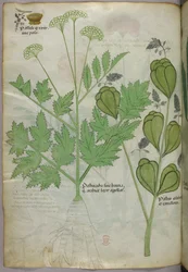 Botanische illustratie, ca. 1440 (inkt en kleur op perkament)