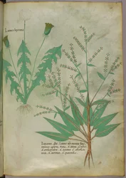 Botanische illustratie, ca. 1440 (inkt en kleur op perkament)
