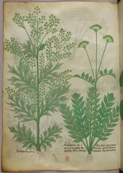 Botanische illustratie, ca. 1440 (inkt en kleur op perkament)