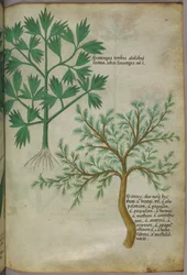 Botanische illustratie, ca. 1440 (inkt en kleur op perkament)