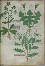 Botanische illustratie, ca. 1440 (inkt en kleur op perkament)