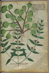 Botanische illustratie, ca. 1440 (inkt en kleur op perkament)