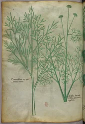 Botanische illustratie, ca. 1440 (inkt en kleur op perkament)