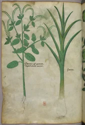 Botanische illustratie, ca. 1440 (inkt en kleur op perkament)