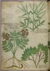 Botanische illustratie, ca. 1440 (inkt en kleur op perkament)