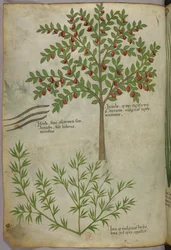 Botanische illustratie, ca. 1440 (inkt en kleur op perkament)