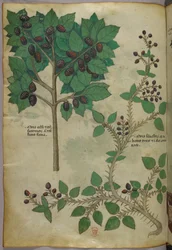 Botanische illustratie, ca. 1440 (inkt en kleur op perkament)