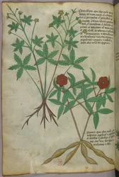 Botanische illustratie, ca. 1440 (inkt en kleur op perkament)