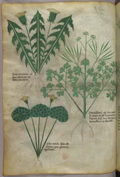 Botanische illustratie, ca. 1440 (inkt en kleur op perkament)