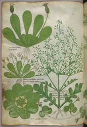Botanische illustratie, ca. 1440 (inkt en kleur op perkament)