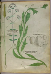 Botanische illustratie, ca. 1440 (inkt en kleur op perkament)