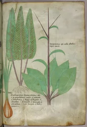 Botanische illustratie, ca. 1440 (inkt en kleur op perkament)