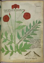 Botanische illustratie, ca. 1440 (inkt en kleur op perkament)