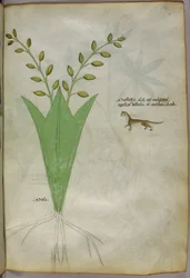 Botanische illustratie, ca. 1440 (inkt en kleur op perkament)