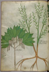 Botanische illustratie, ca. 1440 (inkt en kleur op perkament)