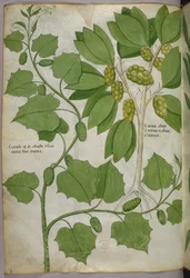Botanische illustratie, ca. 1440 (inkt en kleur op perkament)