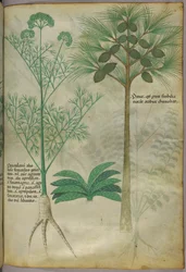 Botanische illustratie, ca. 1440 (inkt en kleur op perkament)