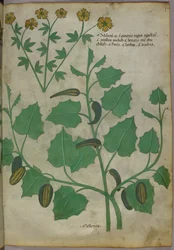 Botanische illustratie, ca. 1440 (inkt en kleur op perkament)