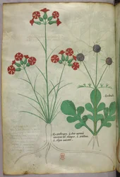 Botanische illustratie, ca. 1440 (inkt en kleur op perkament)
