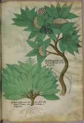 Botanische illustratie, ca. 1440 (inkt en kleur op perkament)