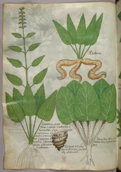 Botanische illustratie, ca. 1440 (inkt en kleur op perkament)