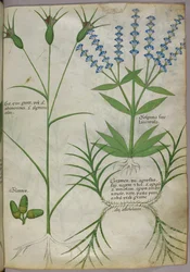 Botanische illustratie, ca.1440 (perkament), ca.1440 (inkt  kleur op perkament)