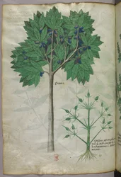 Botanische illustratie van een fruitboom en een plant, ca. 1440 (inkt en kleur op perkament)