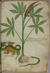 Botanische illustratie van een plant, een draak en een slang, ca. 1440 (inkt en kleur op perkament)