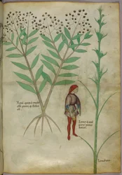 Botanische illustratie van een plant en een man die in een pot plast, ca. 1440