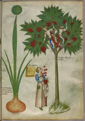 Botanische illustratie van een plant en jongens staand in de takken van een fruitboom die fruit plukken en naar beneden gooien naar een vrouw die eronder staat, ca. 1440 (inkt en kleur op perkament)