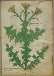 Botanische illustratie van een plant, ca. 1440 (inkt en kleur op perkament)