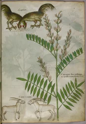 Botanische illustratie van een plant, twee geiten en twee vogels, ca. 1440 (inkt en kleur op perkament)