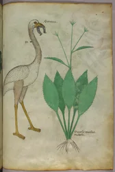 Botanische illustratie van een plant met een flamingo-achtige vogel, ca. 1440 (inkt en kleur op perkament)
