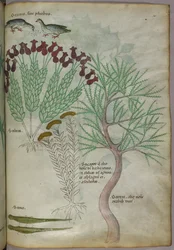 Botanische illustratie van een plant met vogels en insecten, ca. 1440 (inkt en kleur op perkament)