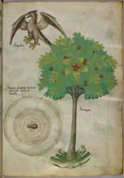 Botanische illustratie van een boom, een spinneweb en een adelaar, ca. 1440 (inkt en kleur op perkament)