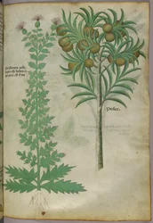 Botanische illustratie van meloenboom, ca. 1440 (inkt en kleur op perkament)