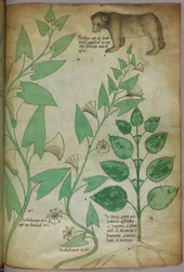 Botanische illustratie van plant met beer, ca. 1440 (inkt en kleur op perkament)