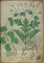 Botanische illustratie van planten en een ezel, ca. 1440 (inkt en kleur op perkament)