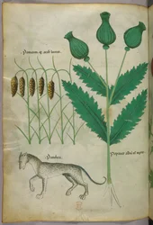 Botanische illustratie van planten en een panter, ca. 1440 (inkt en kleur op perkament)