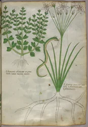 Botanische illustratie van planten en een slang, ca. 1440 (inkt en kleur op perkament)
