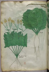 Botanische illustratie van planten en een slang, ca. 1440 (inkt en kleur op perkament)