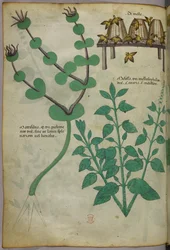 Botanische illustratie van planten en bijenkorven met bijen, ca. 1440 (inkt en kleur op perkament)