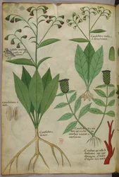 Botanische illustratie van planten en koraal met een slang en een hert, ca. 1440 (inkt en kleur op perkament)