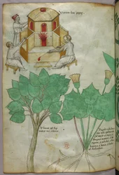 Botanische illustratie van planten en illustratie van glasblazerij, ca. 1440 (inkt  kleur op perkament)