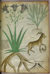 Botanische illustratie van planten, vogels en geiten, ca. 1440 (inkt en kleur op perkament)