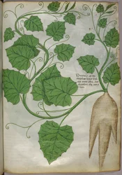 Botanische illustratie van planten, ca. 1440 (inkt en kleur op perkament)