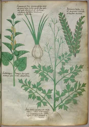 Botanische illustratie van planten, ca. 1440 (inkt en kleur op perkament)
